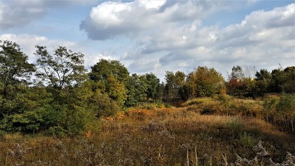 Obraz premium drzewa jesień