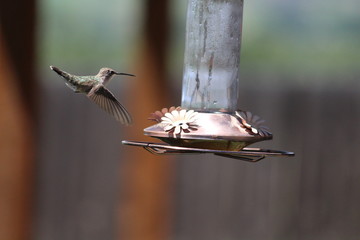 HummingbirdSeries