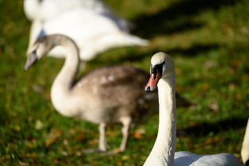 swan close up on lake water in sunny autumn day