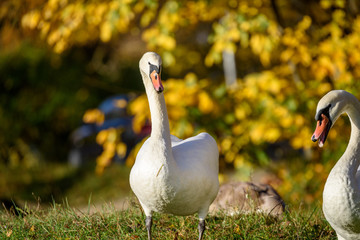 swan close up on lake water in sunny autumn day