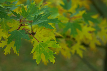 Fototapeta na wymiar canadian maple leaves green and yellow