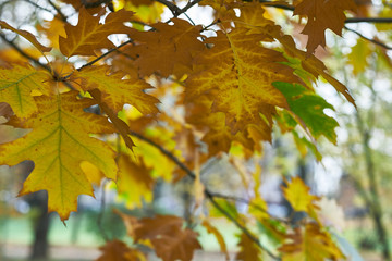 oak leaves on a branch