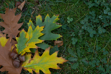 oak leaves lay on the grass