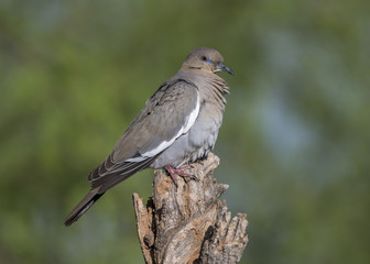 White-winged Dove
