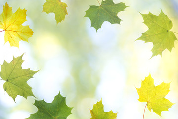 Green and Yellow Maple Foliage Background