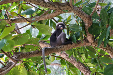 Fototapeta premium Monkey on tree (presbytis)