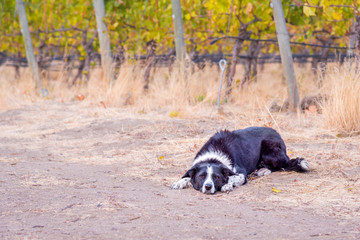 Naklejka na ściany i meble Border collie dog lying on ground with rows of grapevines in background