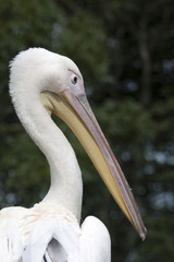 Closeup picture of a pelican