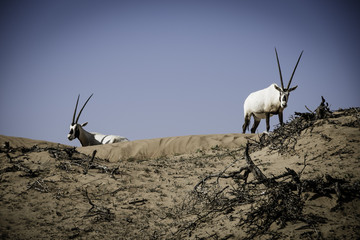 Oryx