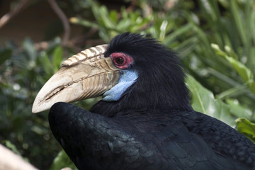 Hornbill bird in the zoo