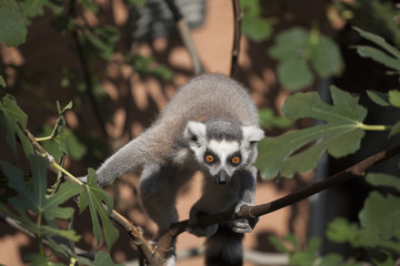 Ring-tailed lemur looking at the camera