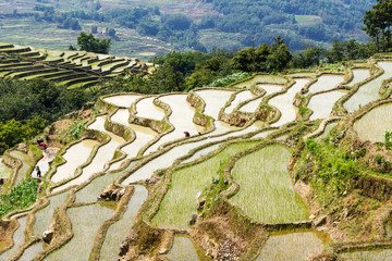 Yuanyang Rice Terraces, Yunnan - China. Terraced rice fields of Hani ethnic people in Yunnan...