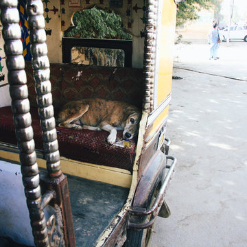Street dog in India, sleeping inside an auto.