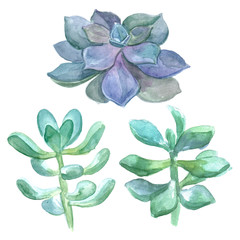 Obraz premium Watercolor set with succulents. Hand drawn illustration