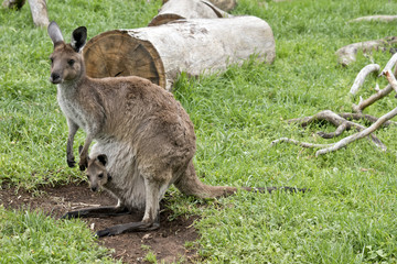 eastern grey kangaroo with joey