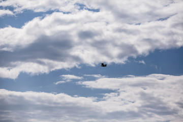 beautiful seagull on blue sky background with clouds