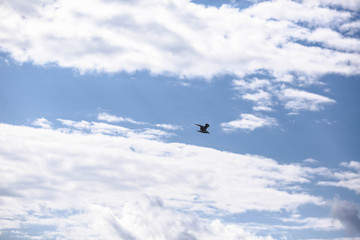 beautiful seagull on blue sky background with clouds