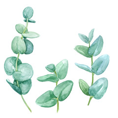 Green leaves eucalyptus on white background