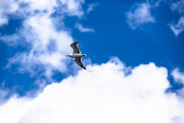 Fototapeta premium beautiful seagull on blue sky background with clouds