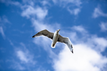 beautiful seagull on blue sky background with clouds