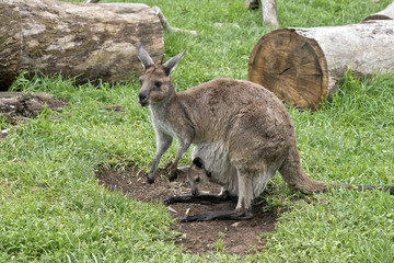 eastern grey kangaroo with joey