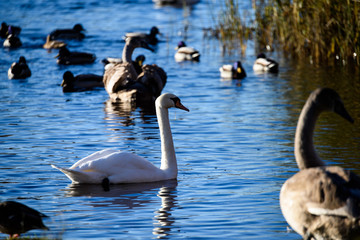 swan close up on lake water in sunny autumn day