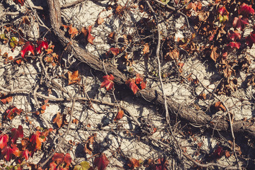Red leaves and old, dry branches covering wall