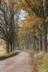 empty road in the countryside in autumn