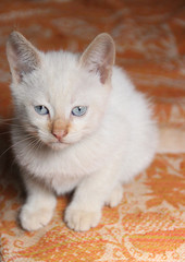 Fototapeta na wymiar white kitten with blue eyes