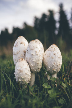 Shaggy Ink Cap fungi