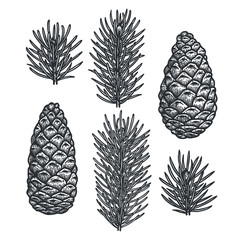 Vintage engraving pine cone and fir tree set. 