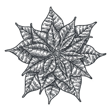 Red Christmas hand drawn poinsettia flower.