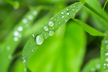 The grass is fresh and wet with drops of water.