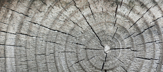 The panorama of front view of old wood background or texture