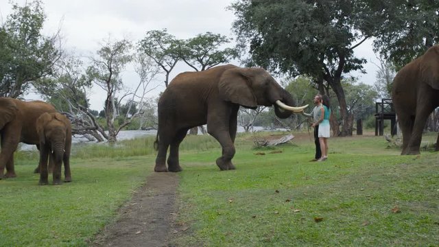 Couple on vacation in Africa feeding wild elephant at a nature reserve