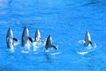 Naklejka premium Delfini(Delphinus Delphis) salutano alla fine dello spettacolo nel delfinario