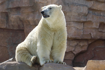 Orso polare o Orso bianco(Ursus maritimus)