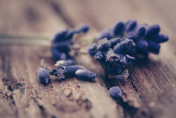 Lavender flower