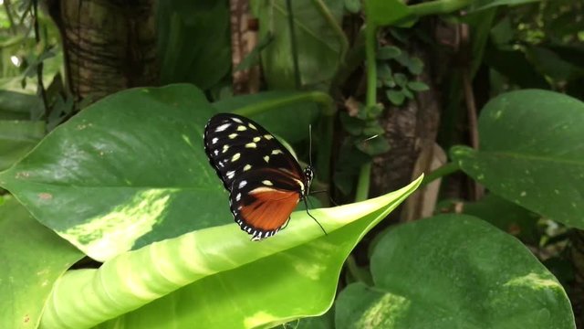 Heliconius hecale, Goldener Hekale, Schmetterling