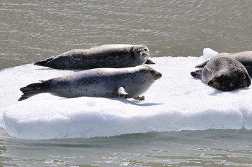 Obraz premium Seals Laying on the Ice in Tracy Arm Fjord, Alaska, USA