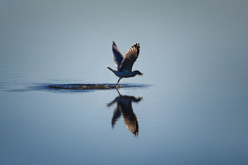Dinner Fly-by