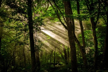 Naklejka premium Forest sun light