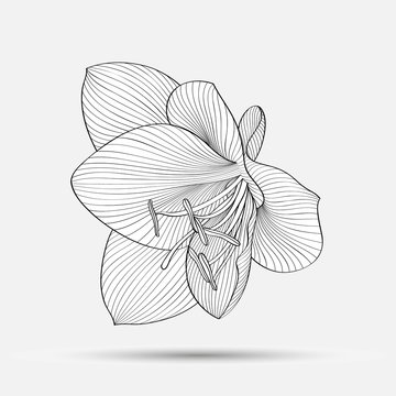 Hand-drawing abstract floral background. Vector flower amaryllis. Element for design.
