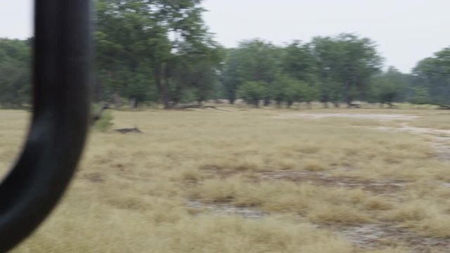  Tourists in safari vehicle observing a herd of wild zebra in Zambia, Africa