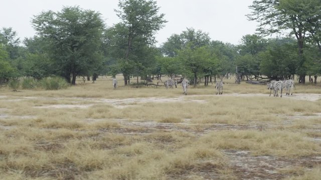  Herd of wild zebras viewed from safari vehicle in national park in Zambia