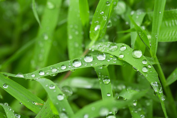 The grass is fresh and wet with drops of water.