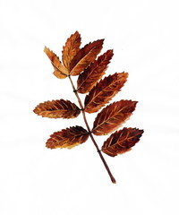 Рисунок акварелью 