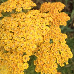 Gelbe Blume im Sommer