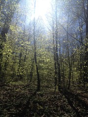Wald im gleissenden Sonnenlicht