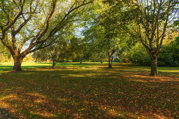 Fototapeta premium Herbst